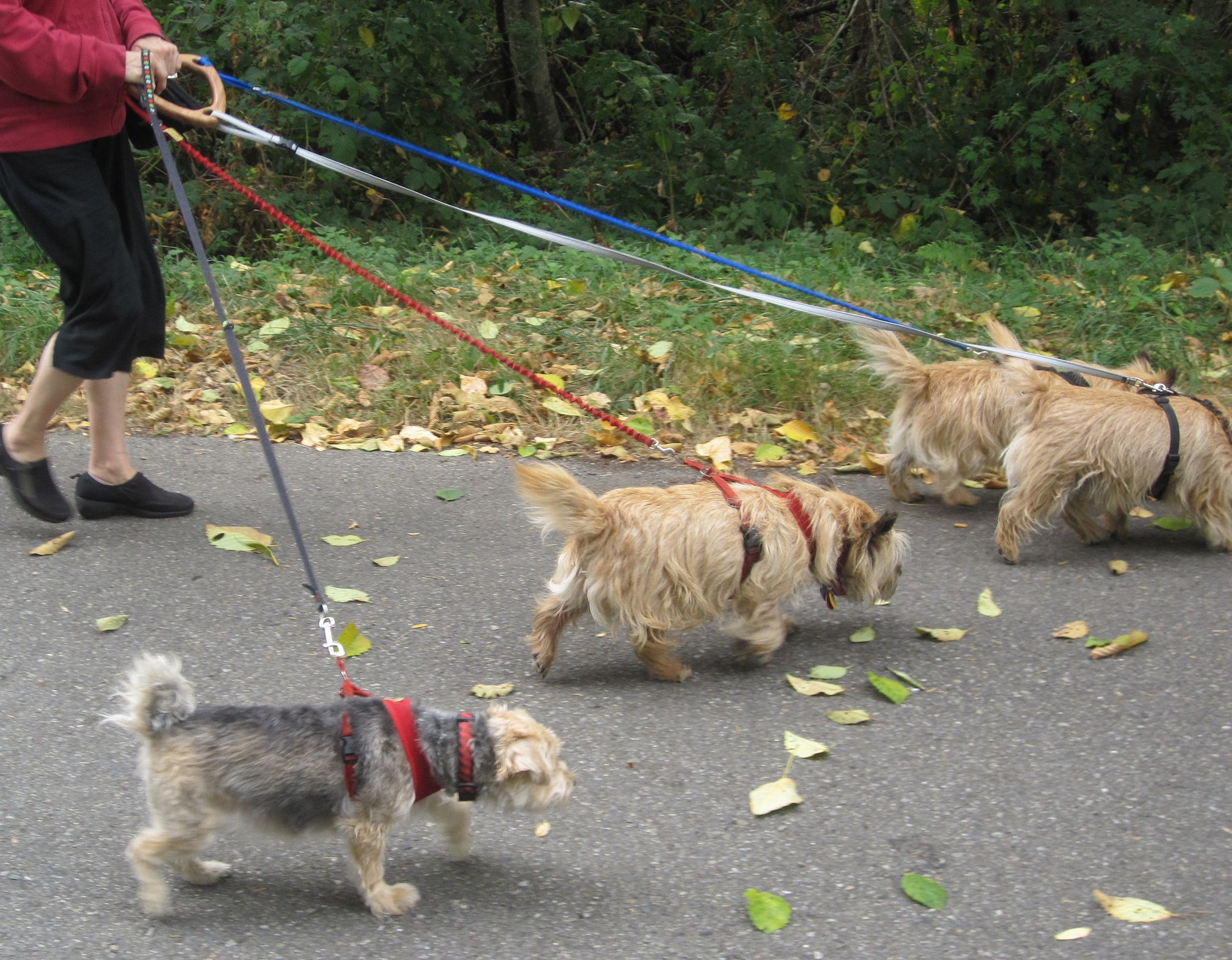 how to walk four dogs on four leashes